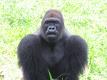 Gorillas in the Mist The Story of Dian Fossey.jpg