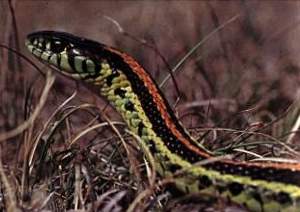 Had v tráve