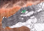 A. Hudeková - Drak obycajny (Draco ordinaria)