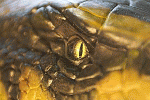Anaconda III.jpg