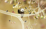 Botanicula 3