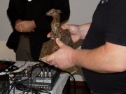 FXC 2019 - cena Drak