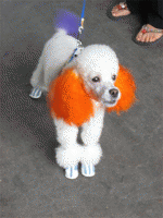 I Kina spiser de hunde.jpg