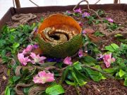 Lesné dráča vo vajíčku