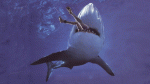 Malibu Shark Attack.jpg