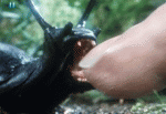 Slugs: Aha, slímáčik. Jauuuuu!