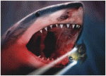 sharkattack3.jpg