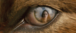 The Twilight Saga New Moon.jpg